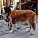 한국동물혈액은행 동물병원 이미지