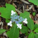 진안마이산(익산) 이미지