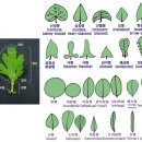 (식물기) 20. 잎 이미지