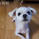 아이퍼피 이미지