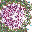 히스톤(HisTone) 이미지