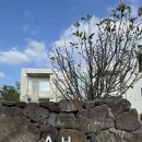 stay AHHA | 🌿 제주도 감성숙소— STAY AHHA (스테이 아하) 협재 애월