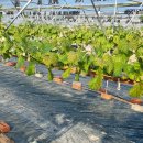 김흥수농장 이미지