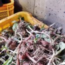 빨간돼지 이미지