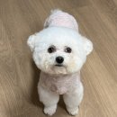 튼튼애견미용 | [테일러퍼피] 창원애견미용 비숑미용 후기