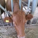 와우한우농장 이미지