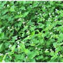 고마리(주) 이미지