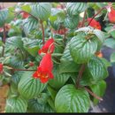 베고니아 이미지