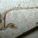 데이노니쿠스 이미지