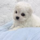 미유펫 강아지고양이 수원점 이미지