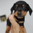 버디독 강아지분양 안심분양센터 김포점 이미지