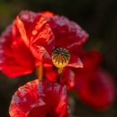 타코이찌 이미지