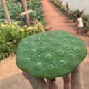 로터스팜 이미지