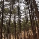 상천테마공원(주차장) | 캠퍼의 서울 근교 가기 편한 호명산 잣나무숲캠핑장 4번데크 장단점 진짜 후기 + 밤나무집에서 점심식사