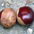 마로니에 이미지