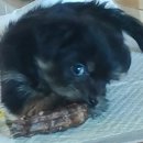 댕댕이점빵 이미지