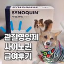 강아지 관절영양제를 사이노퀸으로 정한 이유와 급여 후기