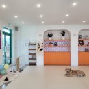 모여라 댕댕 이미지