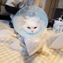 고양이의 산책:묘책 이미지