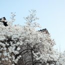 올리코(all RICO) 이미지