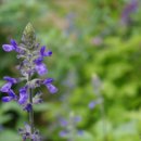 블루세이지 이미지