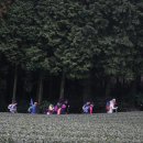 녹차향기 이미지