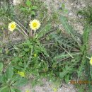 명곡 ＜일편단심 민들레＞에 얽힌 이야기 이미지