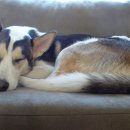 송파데일리동물병원 이미지