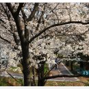 꽃보라동산 이미지