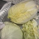 펫하우스애견 이미지