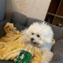 멍멍아 또 와 이미지