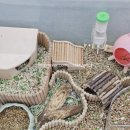 패러그린샵 명지점 | 부산 햄스터 분양 패러그린 대연점 솔찍 후기