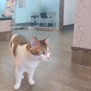 테크노연합동물병원