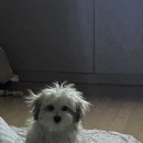[강아지 미용실 플러스비비] 상일동 PLUS BB 꽃분이 미용실 후기