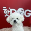 핫도그애견샵 이미지