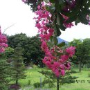 꽃피는 풍경 이미지