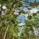 라벤더펜션 이미지