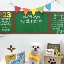 싸다구펫 네이버블로그