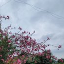 나빌레라 스테이 이미지