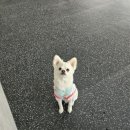 데일리멍 애견유치원, 애견호텔 이미지