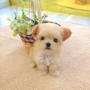 꽃강아지 이미지