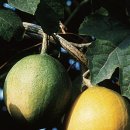 하늘타리 이미지