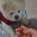 멍냥프라이 | 강아지다이어트에 좋은 강아지 코코넛 간식 "면역업 슬림 코코넛" (솔직후기)