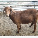 야곱 염소농장 이미지