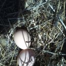 쌍둥이 농원 이미지