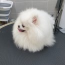 메모리펫살롱 이미지