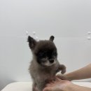 댕그리몽 이미지