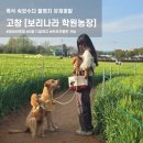 나라애견 | 폭삭속았수다 촬영지 / 고창 청보리밭 보리나라 학원농장 / 청보리축제 애견동반 방문 후기