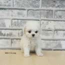 뽀송뽀송