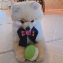 반하다펫 이미지